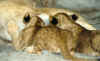 bo_10_7a.jpg (52936 bytes)