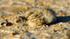 bo_13_28.jpg (25375 bytes)