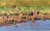 bo_15_09.jpg (26968 bytes)