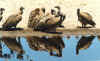 bo_18_09.jpg (47688 bytes)