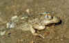 bo_18_36.jpg (32498 bytes)