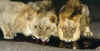 bo_5_28.jpg (27794 bytes)