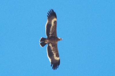 o_0482.jpg (30742 bytes)