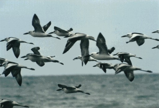 Crab plovers