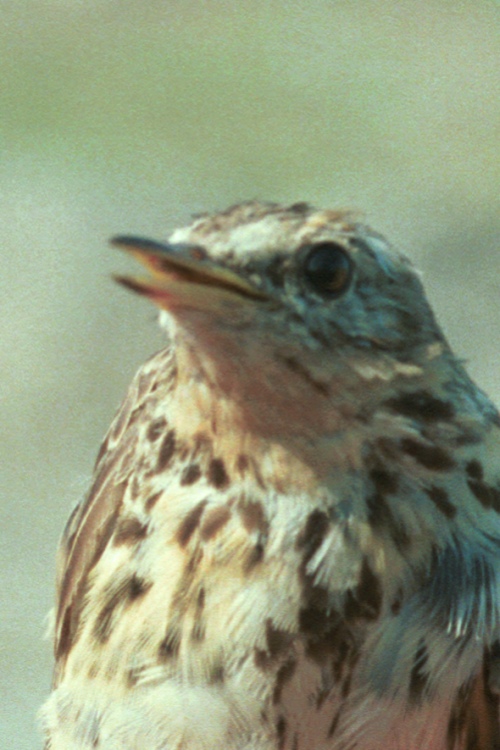 sib93_18_07.jpg (23861 bytes)