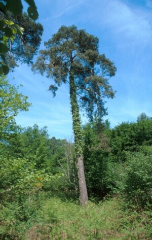 Fr_0010.jpg (58874 bytes)