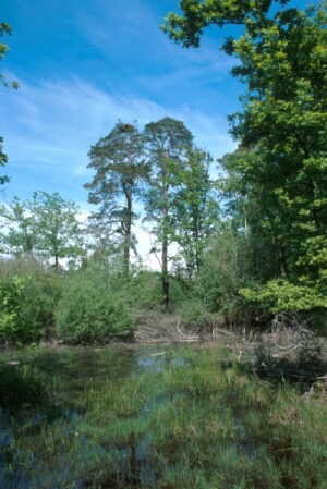 Fr_0013.jpg (56759 bytes)