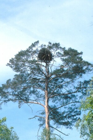 Fr_0014_a.jpg (46750 bytes)