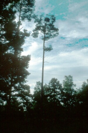 Fr_0035.jpg (42577 bytes)