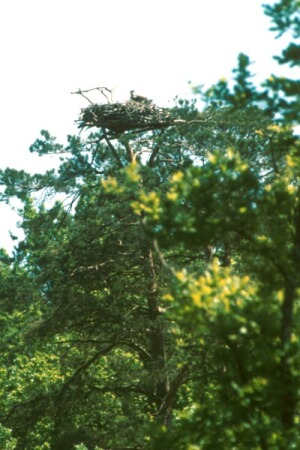 Fr_0042.jpg (47527 bytes)