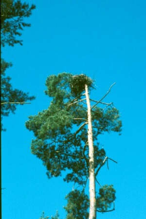 Fr_0055.jpg (36103 bytes)