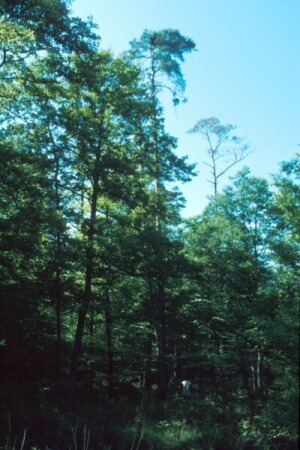 Fr_0057.jpg (54044 bytes)