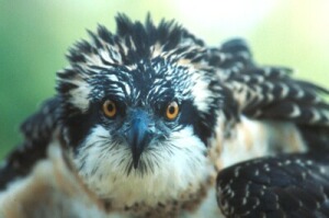 Fr_0131.jpg (27455 bytes)