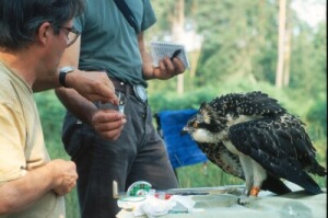 Fr_0142.jpg (33780 bytes)