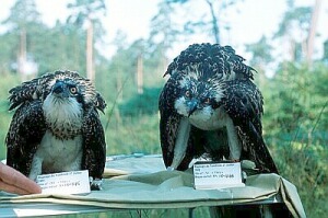 Fr_0168.jpg (32971 bytes)