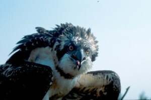 Fr_0186.jpg (19801 bytes)