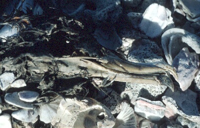 O_1174.jpg (66392 bytes)