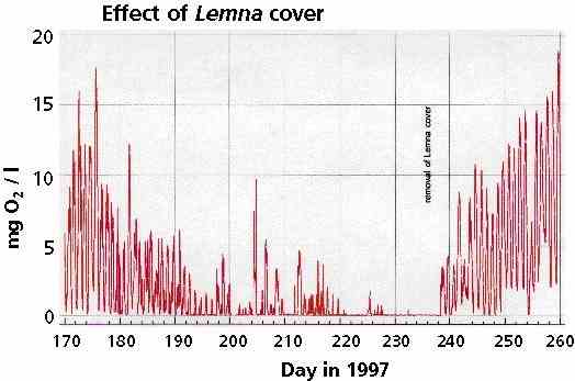 O2_lemna_kl.jpg (18227 bytes)