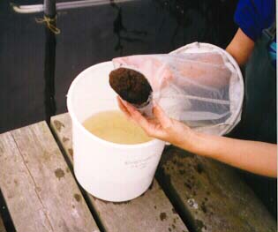 daphn_1.jpg (17166 bytes)