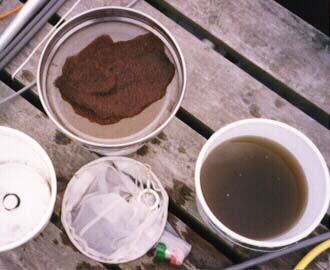 daphn_2.jpg (23324 bytes)