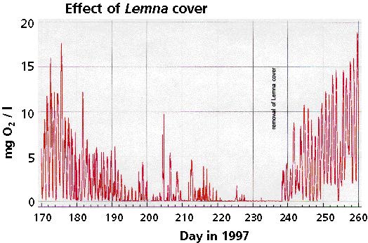 o2_lemna.jpg (39159 bytes)