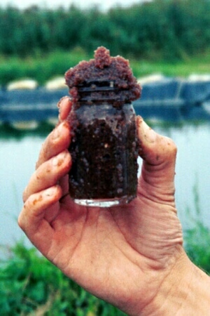 Fig_08.jpg (66289 bytes)