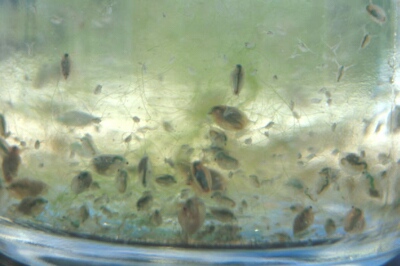 Fig_12.jpg (47387 bytes)