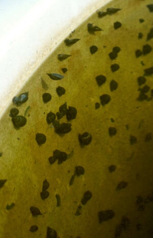 Fig_17.jpg (52276 bytes)