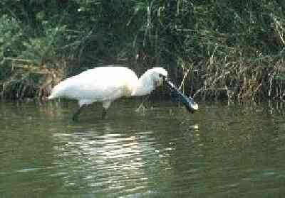 V_163_kleiner.jpg (14658 bytes)