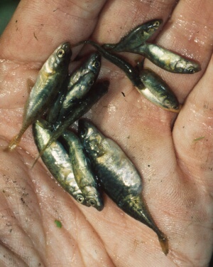 helo_011.jpg (49547 bytes)