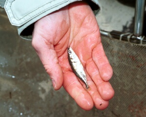 helo_5_4_17.jpg (26712 bytes)