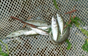 helo_5_5_20.jpg (39996 bytes)