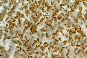 helo_09_4_12_deel.jpg (48762 bytes)