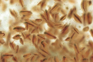 helo_09_5_14_deel.jpg (33380 bytes)