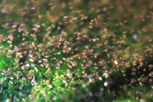 helo_09_5_17.jpg (45202 bytes)