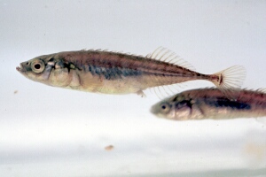 helo_09_7_22.jpg (21984 bytes)