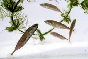 helo_09_7_25.jpg (31309 bytes)