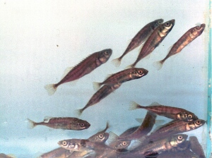 helo_10_6_09.jpg (37298 bytes)