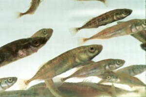 helo_10_7_14.jpg (31789 bytes)