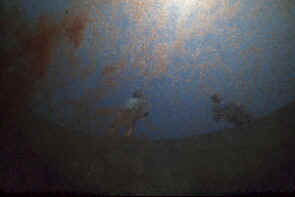 Watervlooien Heino 6.jpg (17817 bytes)