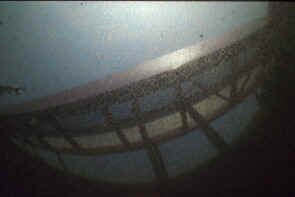 watervlooien Heino 2.jpg (16292 bytes)