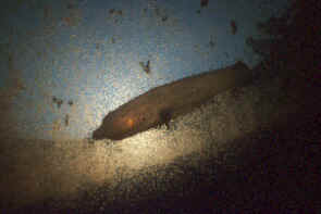 watervlooien Heino 7.jpg (21908 bytes)