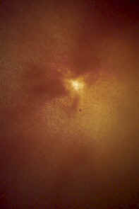 watervlooien Heino 8.jpg (14211 bytes)