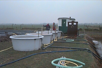 kwek_06.jpg (49386 bytes)